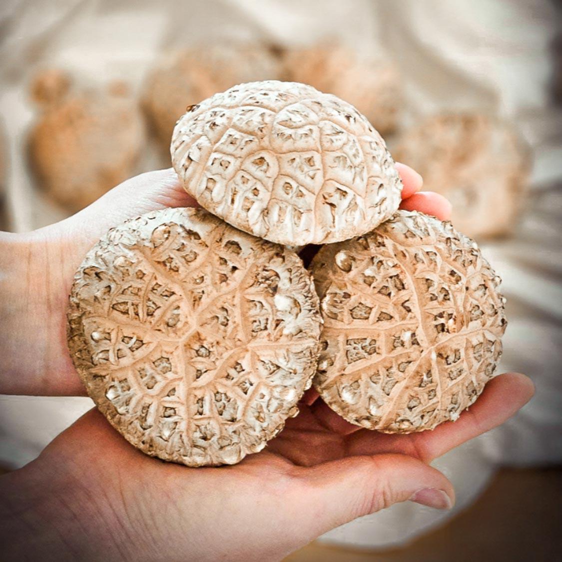 거송향생버섯 보자기포장 1kg