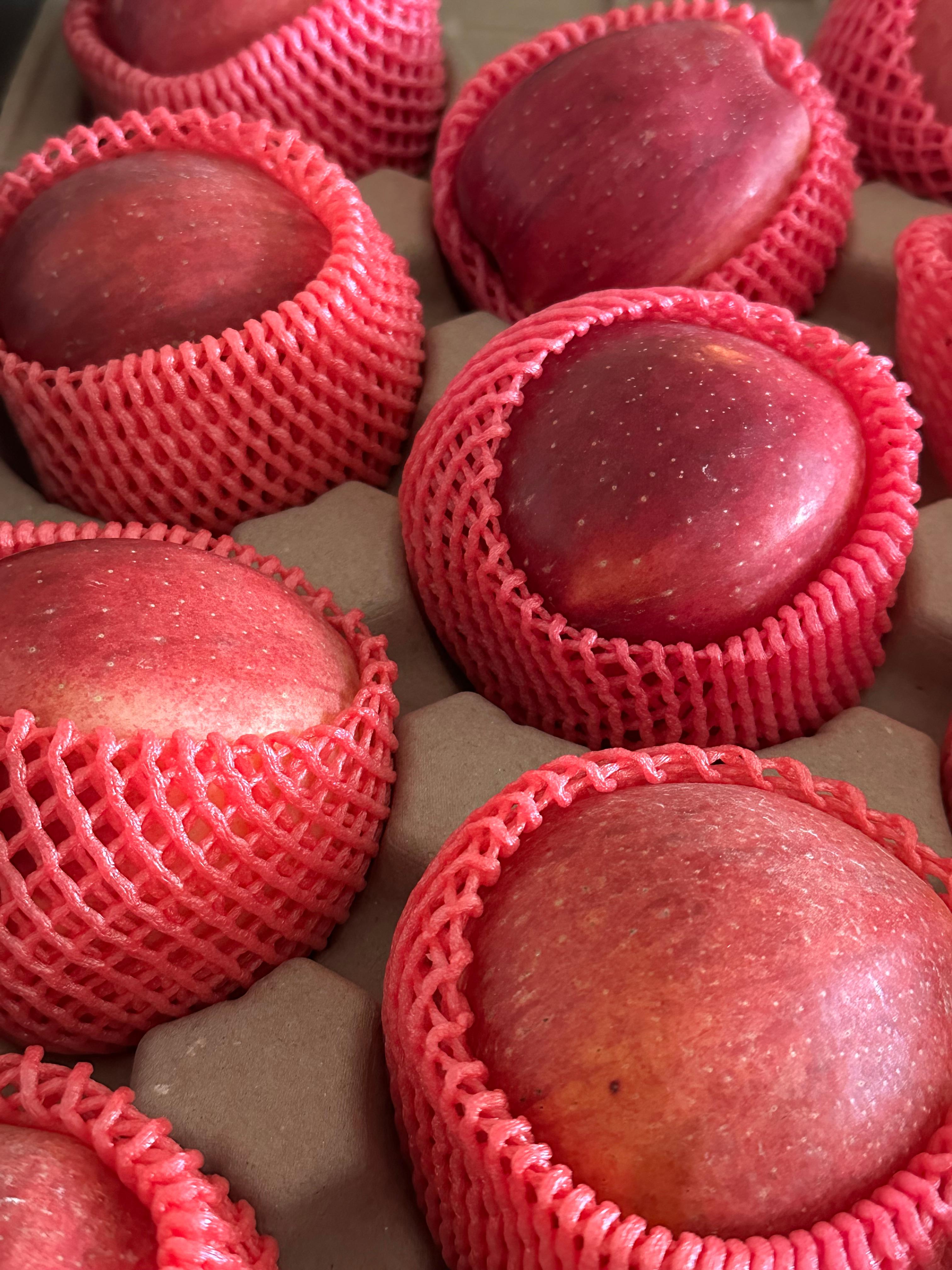 대경사과원예농협 영주 아오리 사과 3.5kg 선물세트 (12입내) 이미지